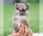 Small Photo #70 Pomeranian Puppy For Sale in WARSAW, IN, USA