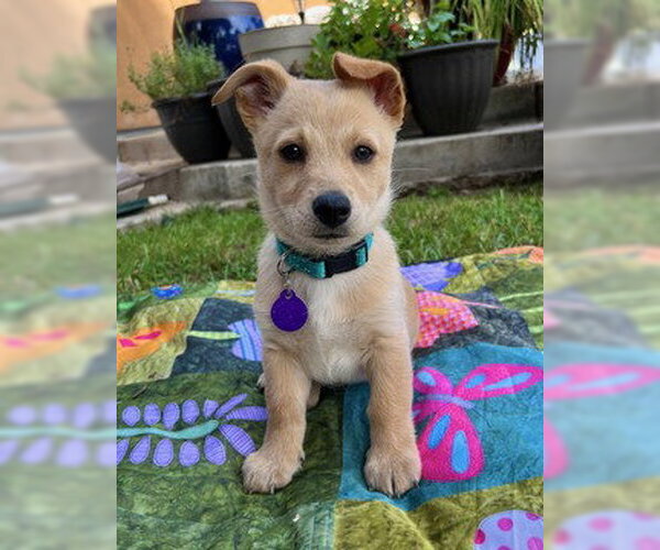 Medium Photo #3 Mutt Puppy For Sale in Fremont, CA, USA