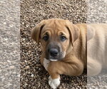 Small #1 Great Pyrenees-Mastiff Mix