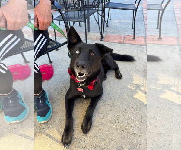 Medium Photo #9 Mutt Puppy For Sale in San Diego, CA, USA