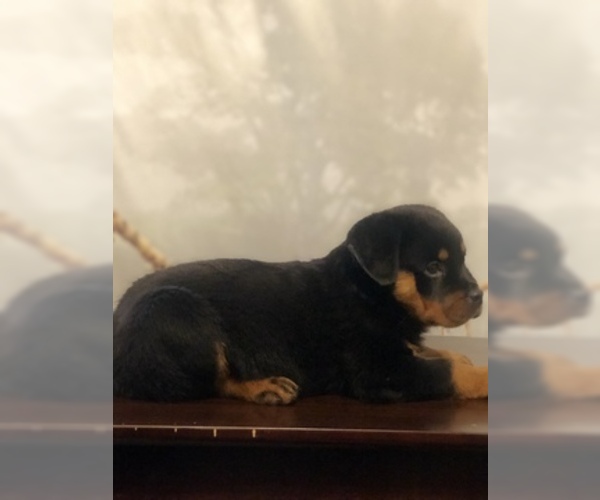 Medium Photo #1 Rottweiler Puppy For Sale in ANTIOCH, CA, USA