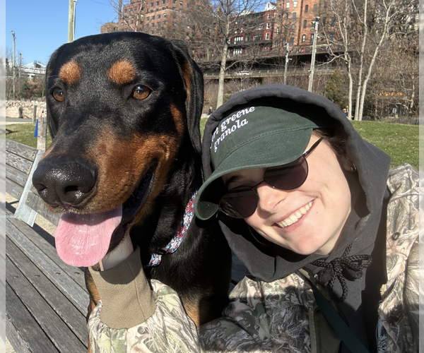Medium Photo #3 Doberman Pinscher Puppy For Sale in Brooklyn, NY, USA