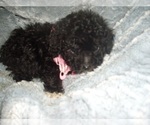 Small Photo #7 Poodle (Toy) Puppy For Sale in JACKSON, MS, USA