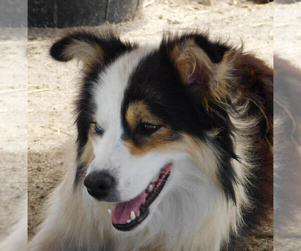 Medium Photo #1 Border Collie Puppy For Sale in WARDEN, WA, USA
