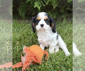 Cavalier King Charles Spaniel Puppy for sale in MIDDLEBURY, IN, USA