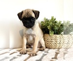 Small #6 Pug