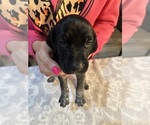 Puppy Yellow collar German Shorthaired Pointer