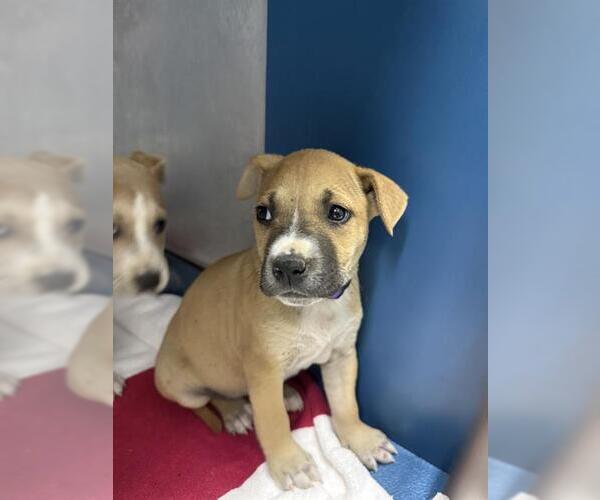 Medium Photo #1 Labrador Retriever-Unknown Mix Puppy For Sale in Conroe, TX, USA