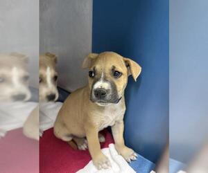 Labrador Retriever-Unknown Mix Dogs for adoption in Conroe, TX, USA