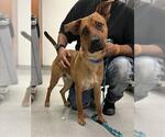 Small #1 German Shepherd Dog Mix