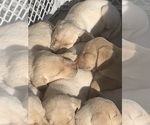 Small Photo #3 Labrador Retriever Puppy For Sale in GRAND RAPIDS, MN, USA