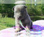 Small #5 German Shepherd Dog