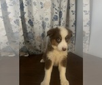 Small #19 Miniature Australian Shepherd