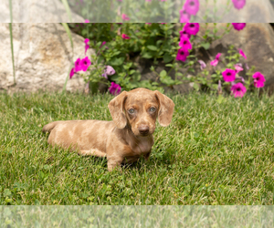 Dachshund Puppy for sale in MILLERSBURG, IN, USA