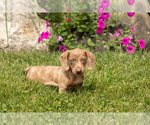 Image preview for Ad Listing. Nickname: Hannah