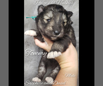 Small Photo #17 Siberian Husky Puppy For Sale in BLOOMFIELD, IN, USA