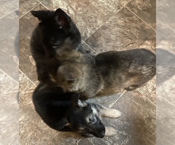 Medium Photo #3 German Shepherd Dog Puppy For Sale in WOLVERINE, MI, USA