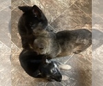 Small Photo #3 German Shepherd Dog Puppy For Sale in WOLVERINE, MI, USA