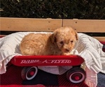 Puppy Bella Poodle (Toy)