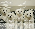Small Photo #6 Maltese Puppy For Sale in AURORA, IL, USA