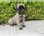 Small Photo #9 Mastiff Puppy For Sale in HOCKLEY, TX, USA