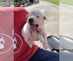 Small #4 Ausky-Great Pyrenees Mix