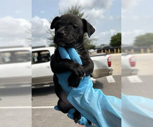 Mutt Dogs for adoption in San Antonio, TX, USA