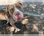 Small #1 American Pit Bull Terrier