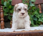 Small Photo #47 Havanese Puppy For Sale in GOSHEN, IN, USA