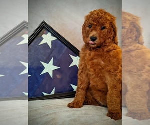 Poodle (Standard) Puppy for Sale in GORDONSVILLE, Virginia USA