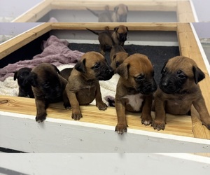 Belgian Malinois-Rhodesian Ridgeback Mix Litter for sale in LEHIGH ACRES, FL, USA