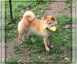 Mother of the Shiba Inu puppies born on 01/12/2023