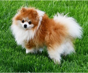 Father of the Pomeranian puppies born on 01/20/2024