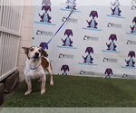 MARLEY - Male Mutt Dog for Adoption - Small photo