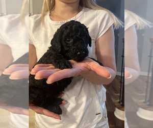 Goldendoodle Puppy for sale in WAXHAW, NC, USA