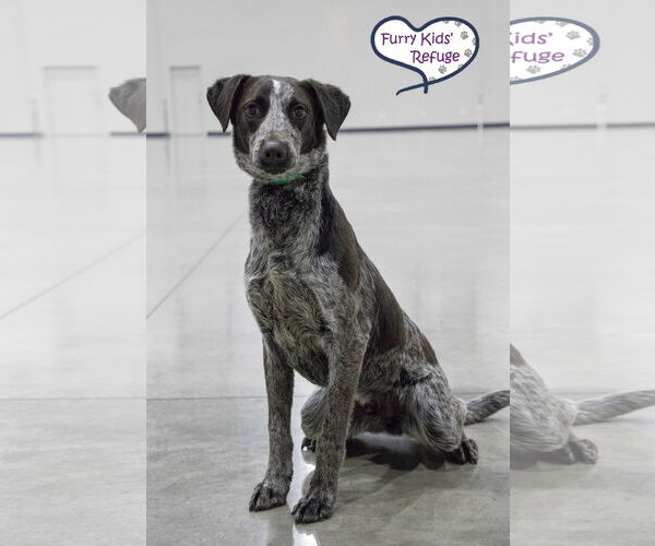 Medium Photo #3 Border Collie-Unknown Mix Puppy For Sale in Lee's Summit, MO, USA