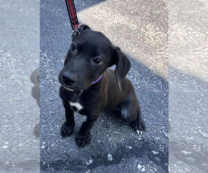 Mutt Dogs for adoption in Sterling, MA, USA