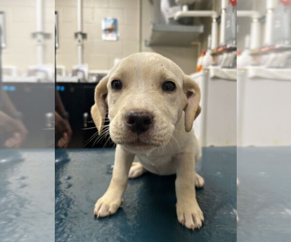 Medium Photo #1 Labrador Retriever-Unknown Mix Puppy For Sale in Mobile, AL, USA