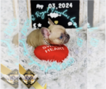 Puppy LV French Bulldog