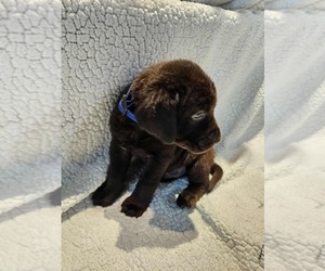 Medium Labrador Retriever