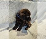 Puppy Blue Labrador Retriever