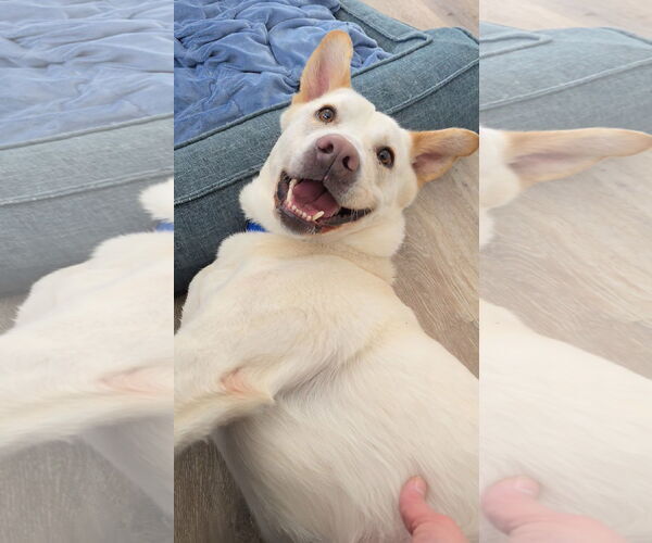 Medium Photo #12 Unknown-white german shepherd Mix Puppy For Sale in Rockaway, NJ, USA