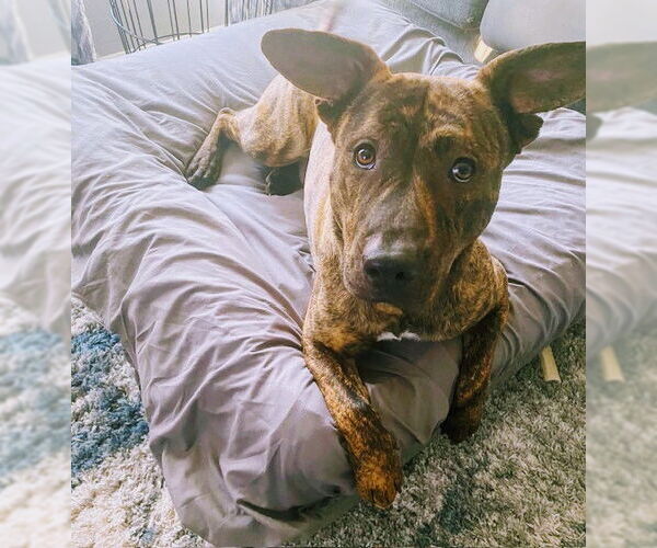 Medium Photo #11 Mountain Cur-Unknown Mix Puppy For Sale in Rockaway, NJ, USA