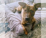 Small #10 Mountain Cur Mix