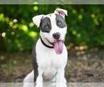 Small #1 American Staffordshire Terrier Mix