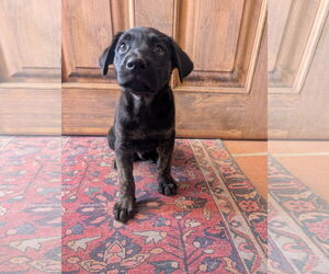 Catahoula Leopard Dog-Unknown Mix Dogs for adoption in San Bernardino , CA, USA