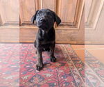 Small Catahoula Leopard Dog Mix