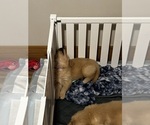 Small Photo #56 Golden Retriever Puppy For Sale in BIG CABIN, OK, USA