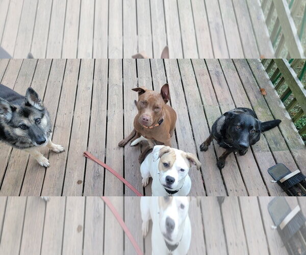 Medium Photo #7 American Staffordshire Terrier-Unknown Mix Puppy For Sale in Arlington, VA, USA