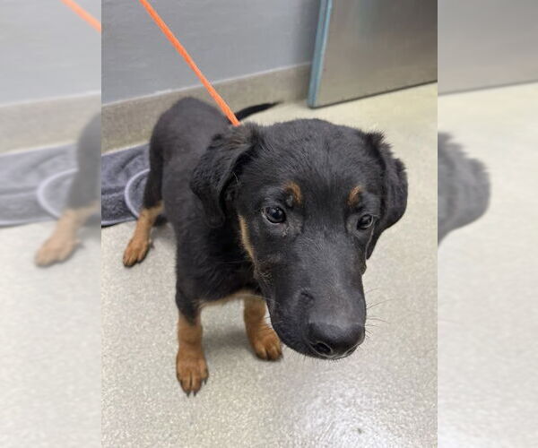 Medium Photo #1 Rottweiler-Unknown Mix Puppy For Sale in Las Vegas, NV, USA